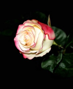 rose-on-a-dark-background